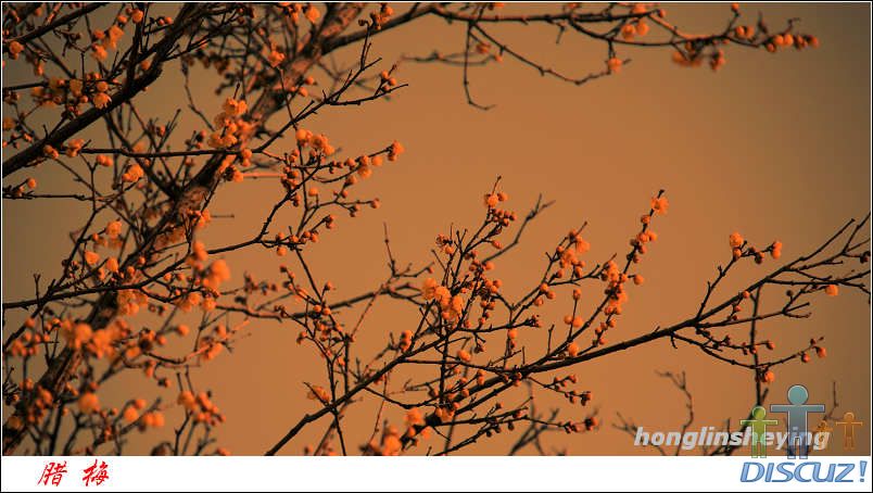 canon5D��09��1��11�ա���÷ 038.jpg