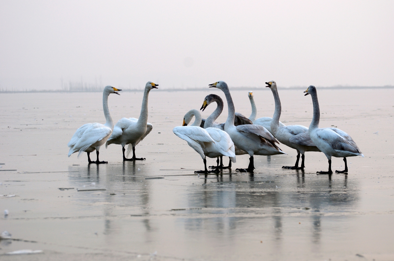 4P.2������