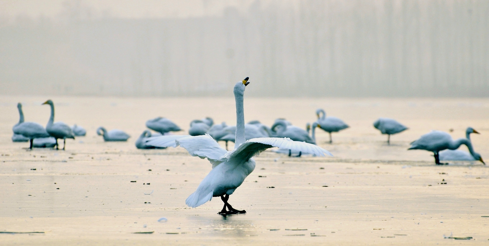 2P.�쵼����