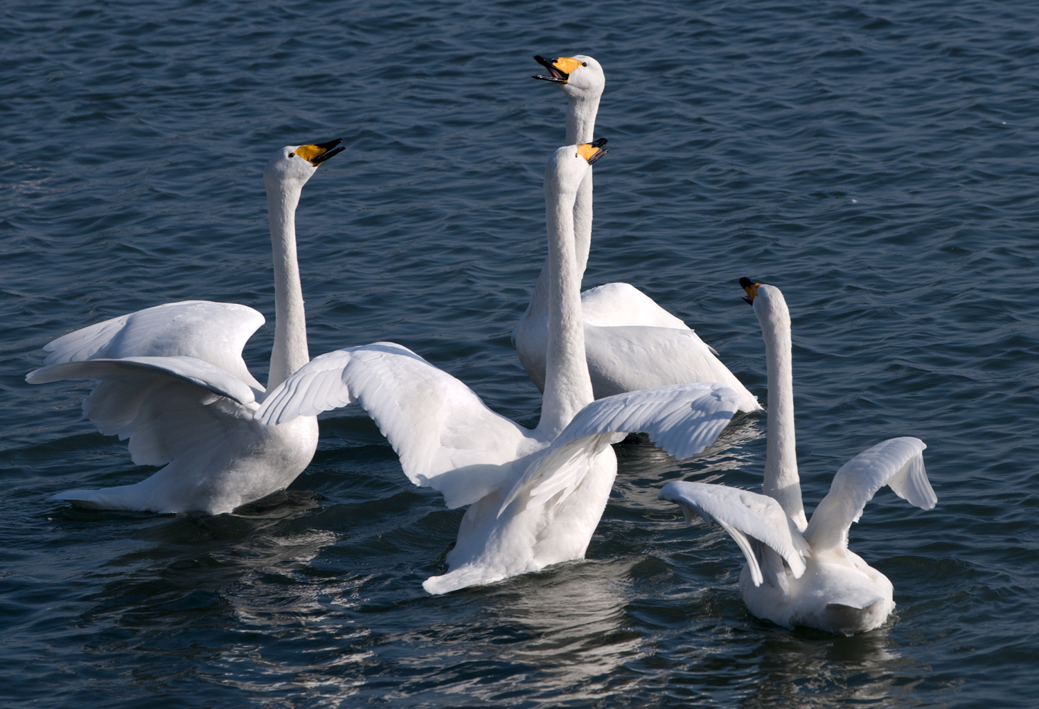 �����������̶ս�