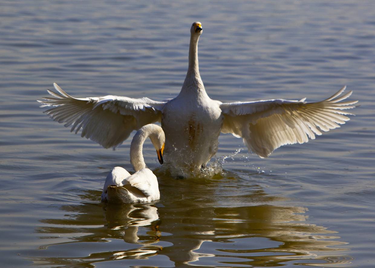 �����С��Ϊ��������style