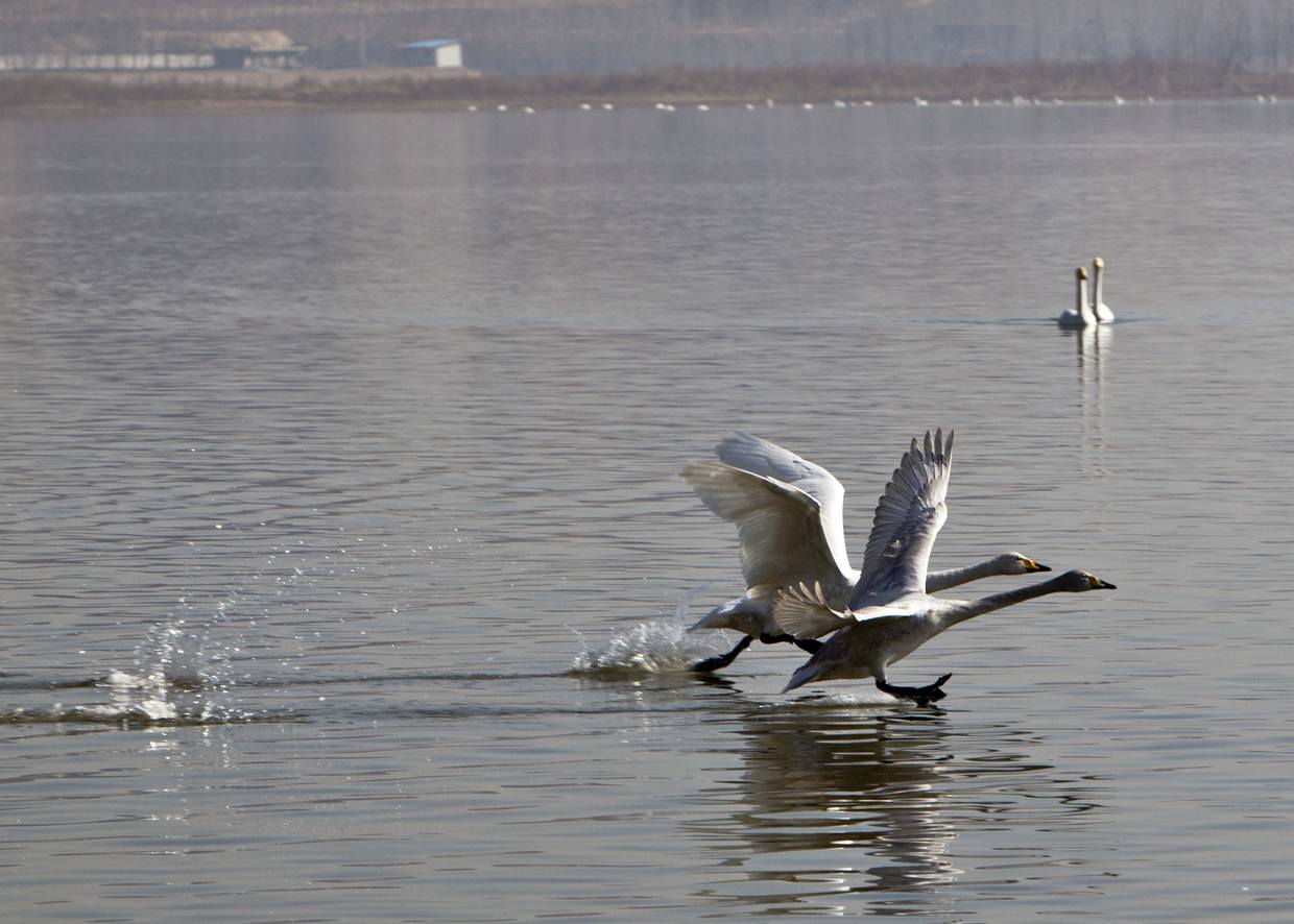 ����˫�ɵ���ͷ