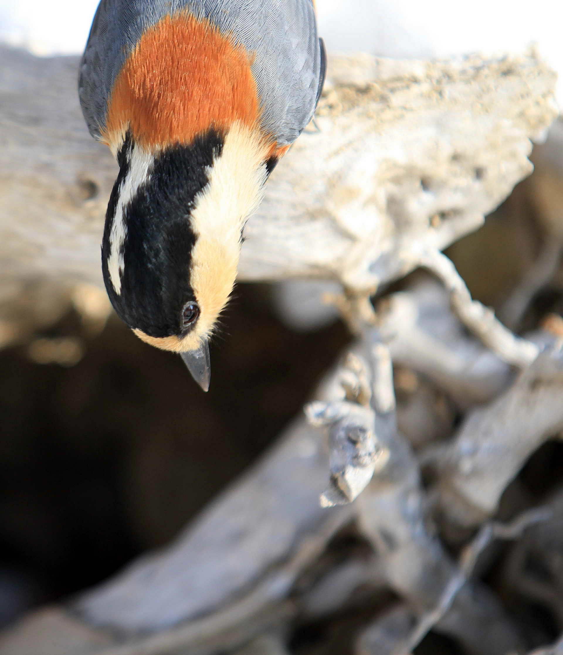 nEO_IMG_IMG_8828 (2).jpg