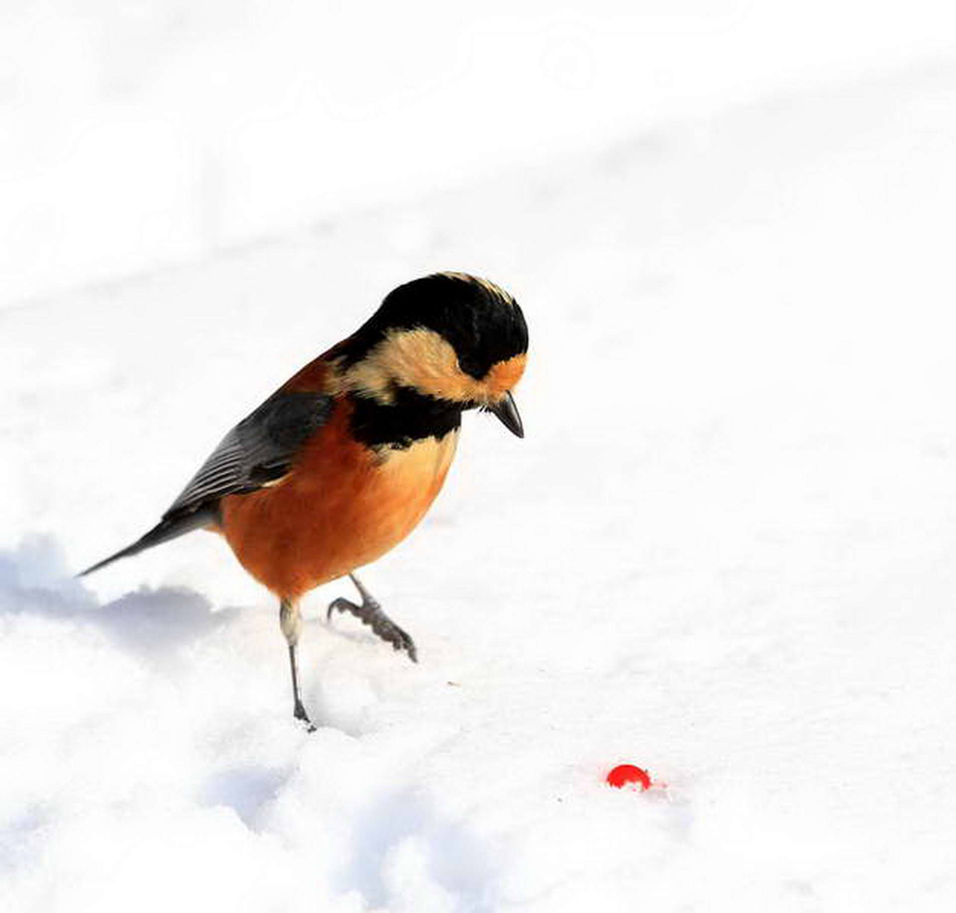 IMG_8466_������С (2).jpg