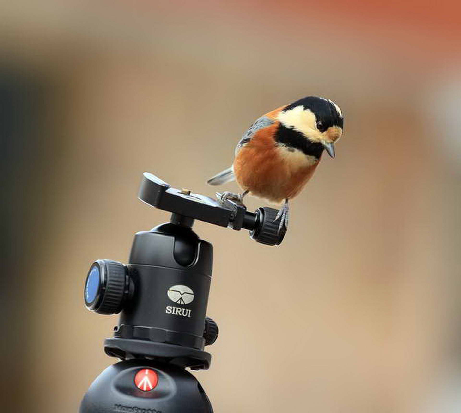 IMG_9733_������С (2).jpg