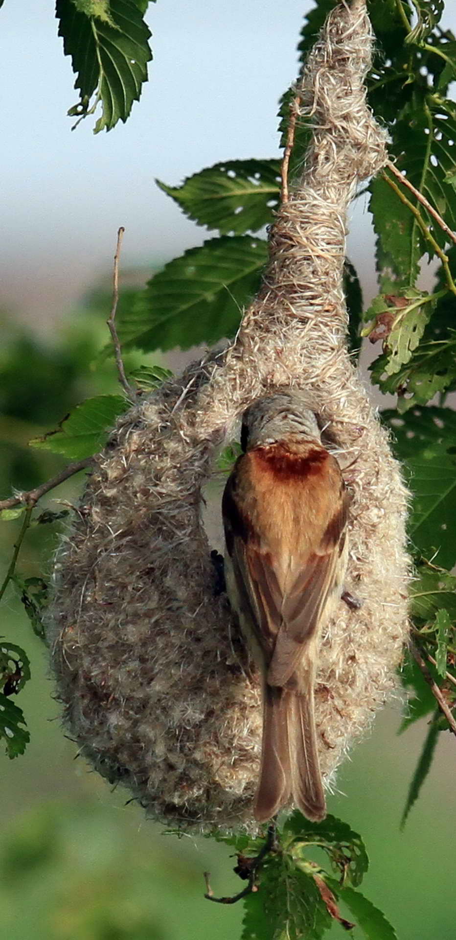 IMG_6309���� (2) (2).jpg