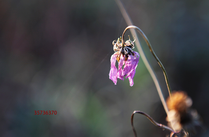 �������� ��