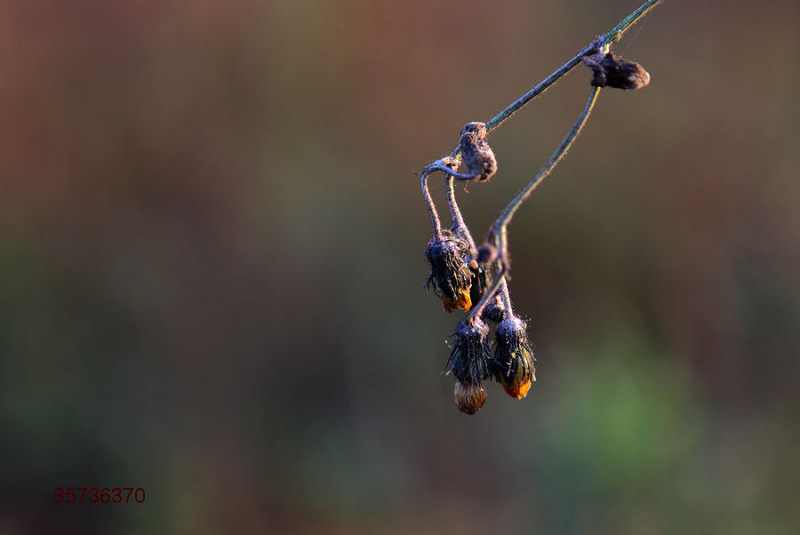 �������� ��