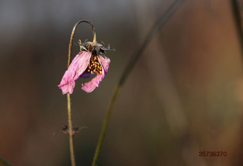 �������� ��