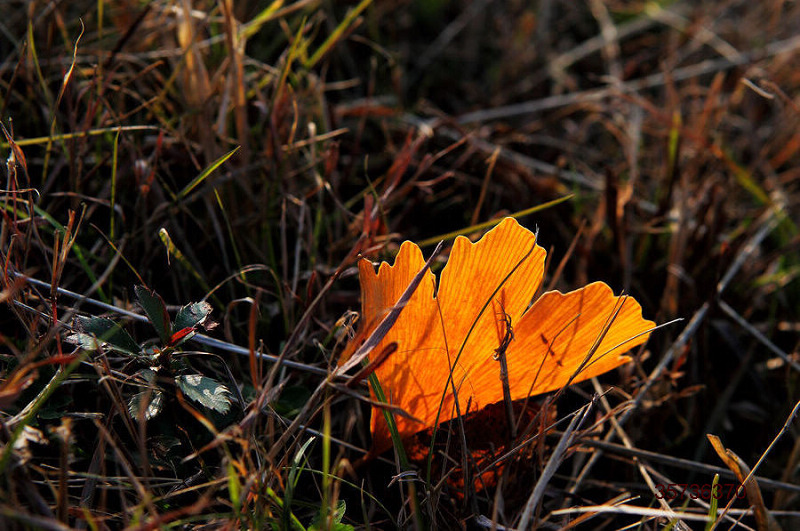 �������� ��