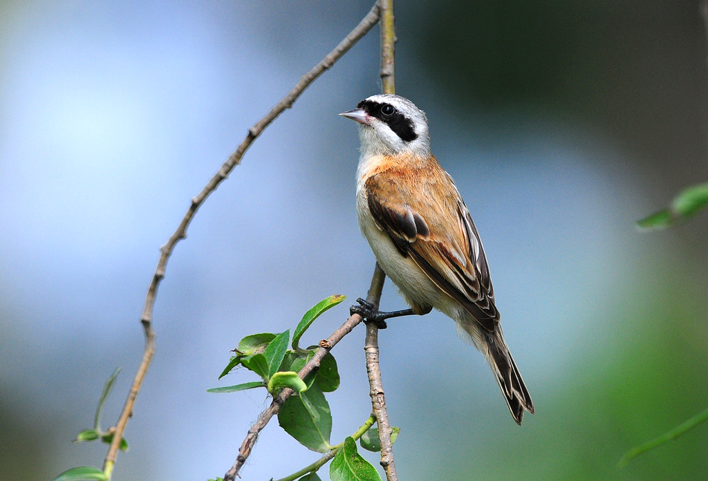 1DSC_0166   1000.jpg