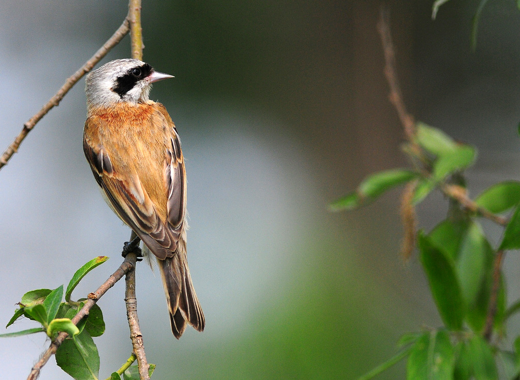 2DSC_0101   10000.jpg