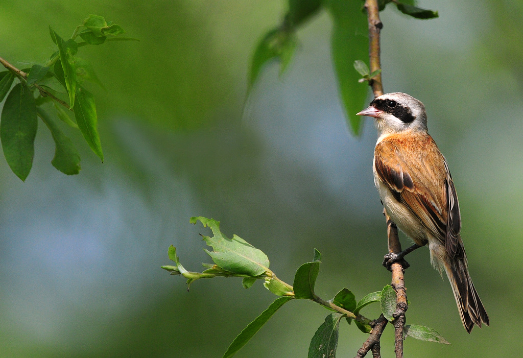 4DSC_0185   1000.jpg