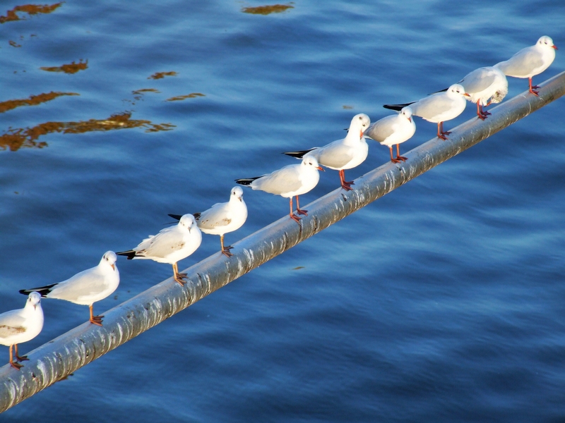 ȺŸС��������