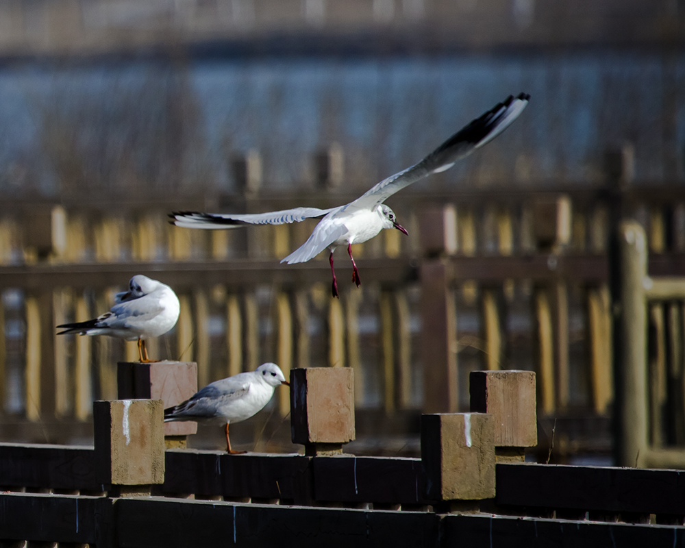 ̫ԭ�ں�ʪ�ع�԰