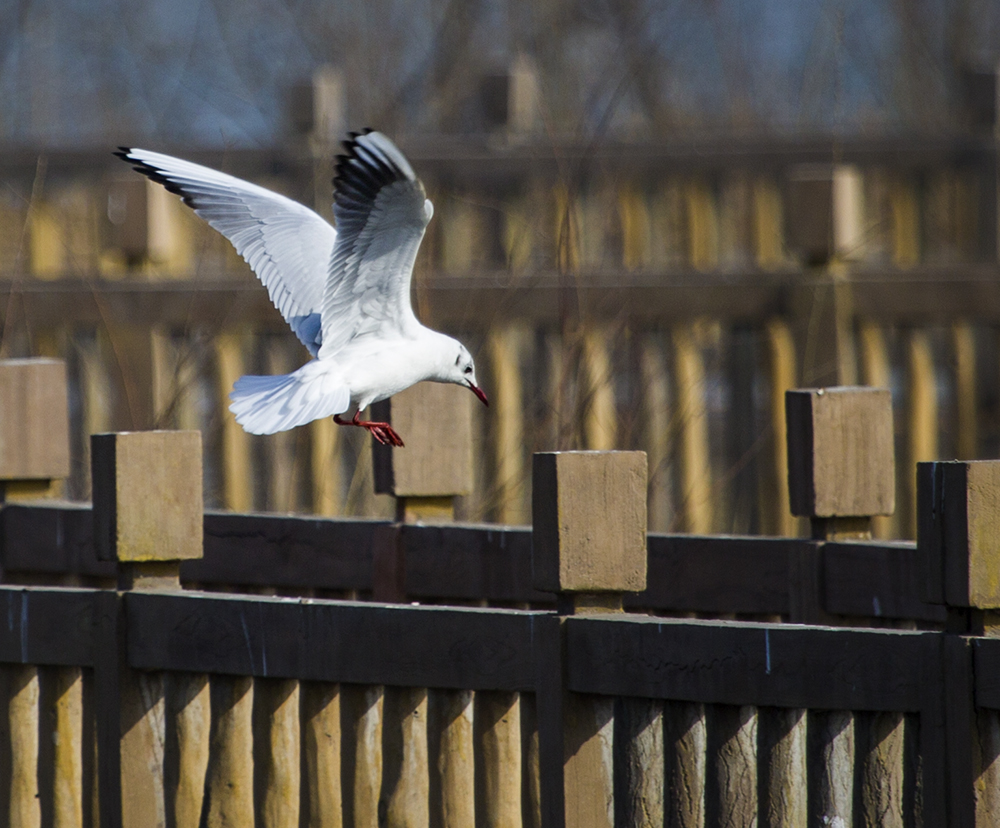 ̫ԭ�ں�ʪ�ع�԰