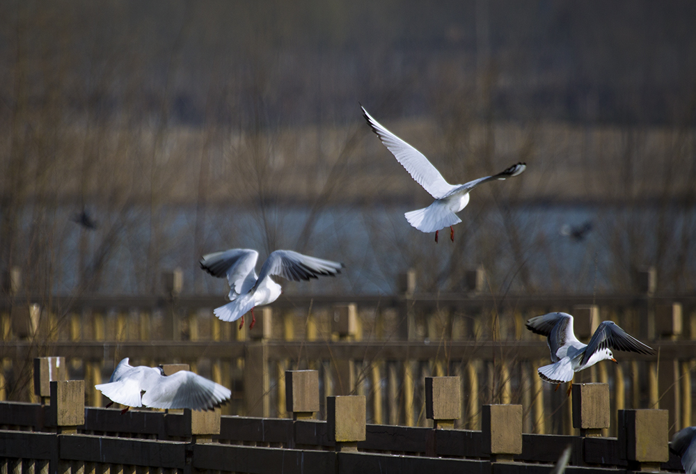 ̫ԭ�ں�ʪ�ع�԰