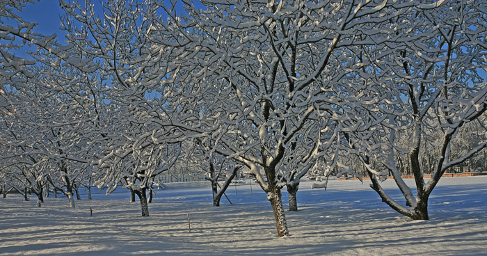 ���־����һ�ѩ(��)   IMG_8273����.jpg