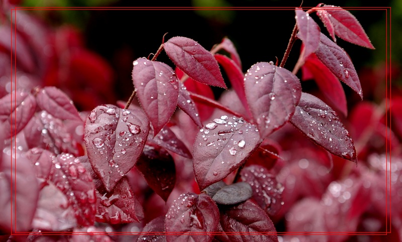 ��Ҷ����