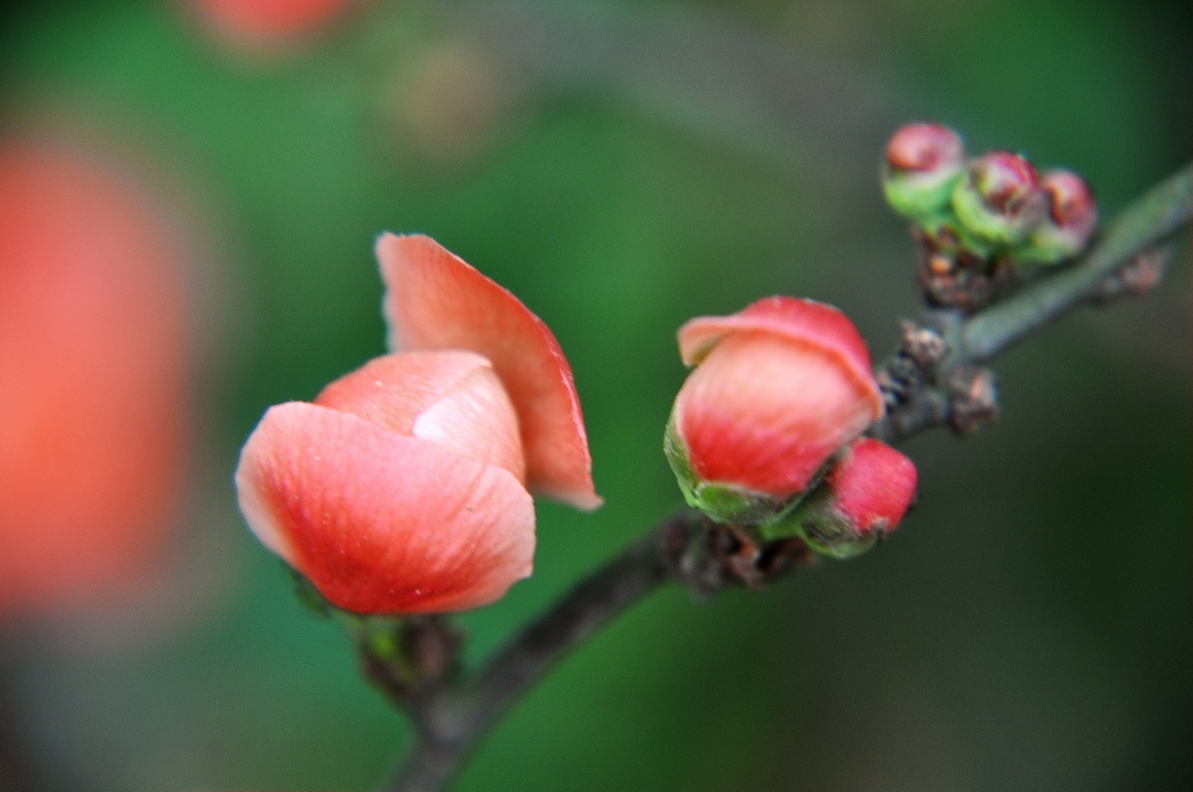 �ھ����ĺ��Ļ�