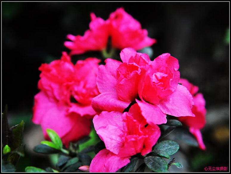 �ھ����Ķž黨