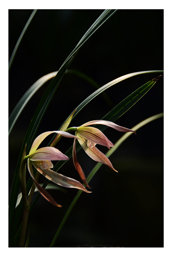 SZJ_2396 ����.jpg