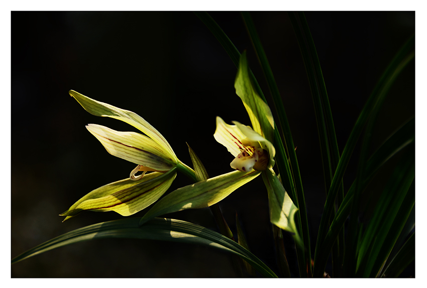 SZJ_2422 ����.jpg