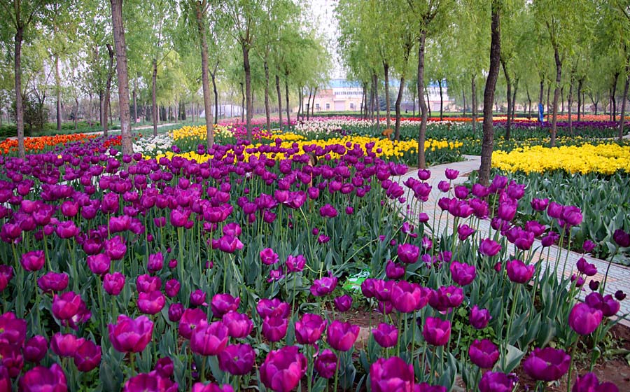 ƽ��ɽĵ�� 498_����.jpg