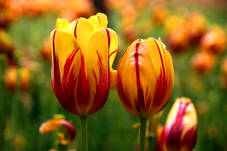 ƽ��ɽĵ�� 489_����.jpg