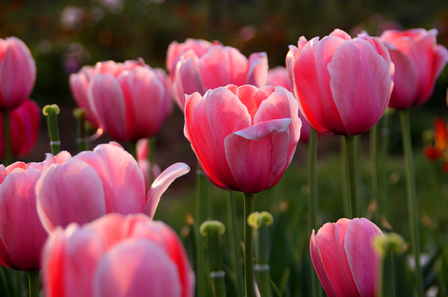 ƽ��ɽĵ�� 341_����.jpg