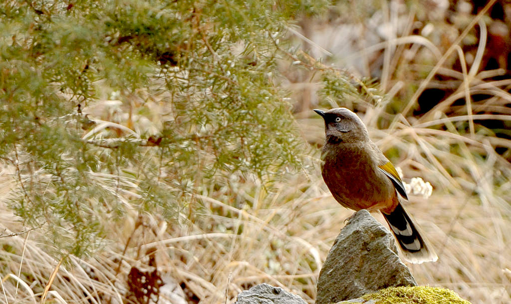 DSC_6470    1000.jpg