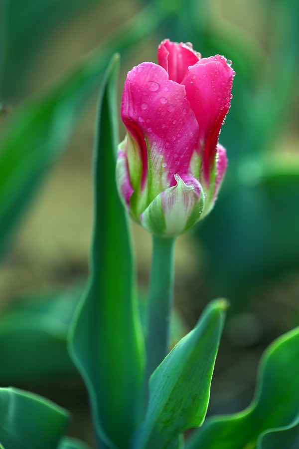 ������ (2).jpg