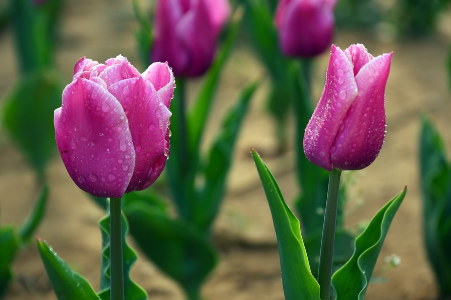 ������ (4).jpg