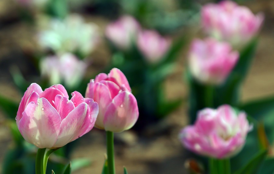 ������ (5).jpg