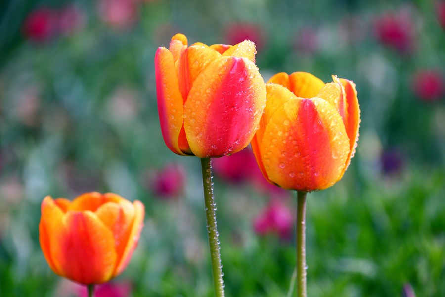 ������ (14).jpg