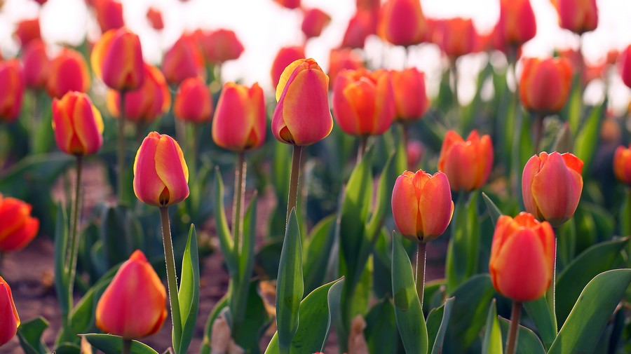 ������ (17).jpg