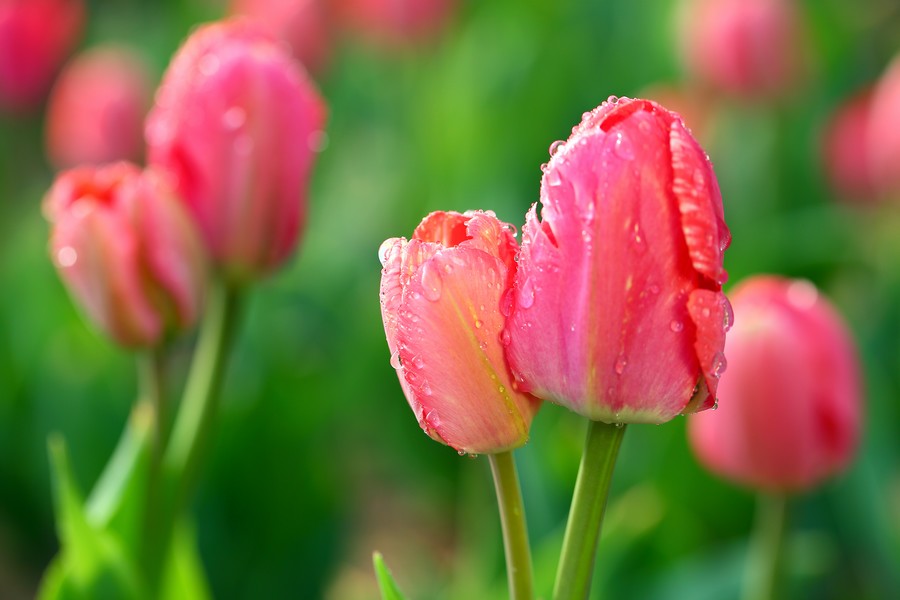 ������ (18).jpg