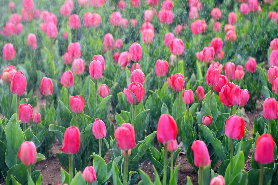 ������ (20).jpg