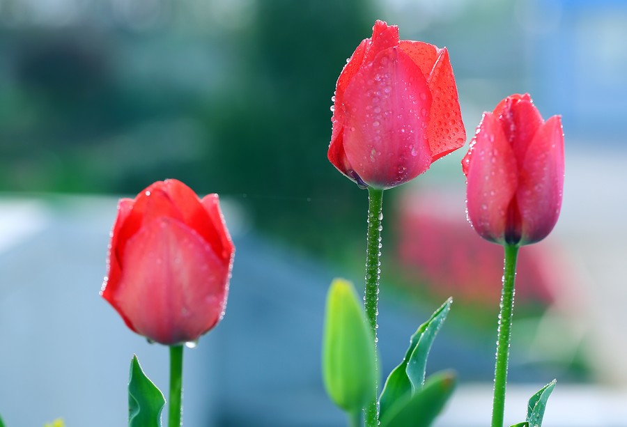 ������ (26).jpg