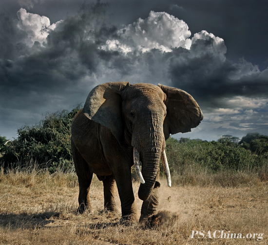 Ф��PSA HM����Ʒ��������������(Anbusaili).jpg