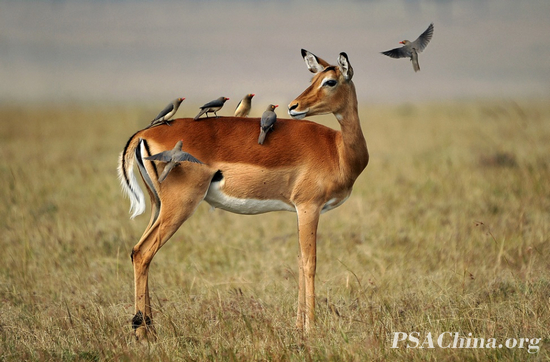 Ф��PSA HM����Ʒ�����ڰ����С��(impala and birds).jpg
