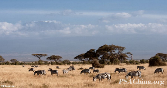 ¦������Ʒ�������Դ�ϵİ�����(Zebras on the Grass ).jpg