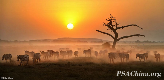 Ф����Ʒ����������Ǩ�㡷(Zebra migration).jpg