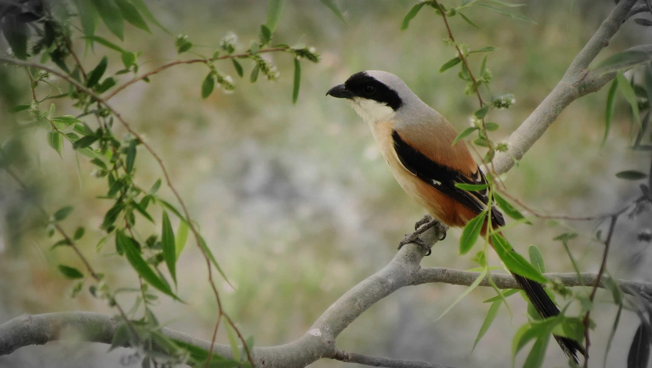 ݺ������