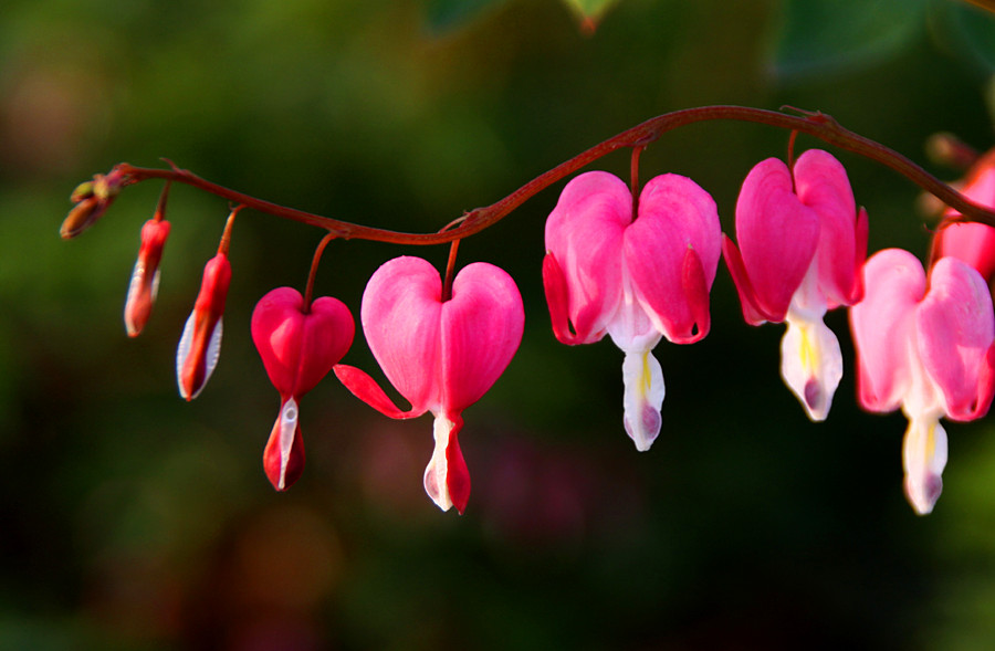 ƽ��ɽĵ�� 309_����.jpg