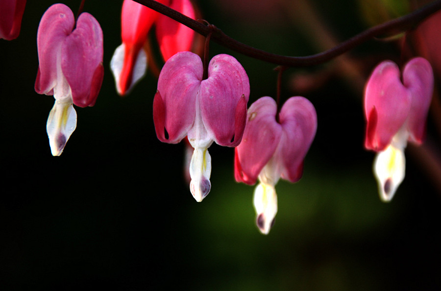 ƽ��ɽĵ�� 311_����.jpg