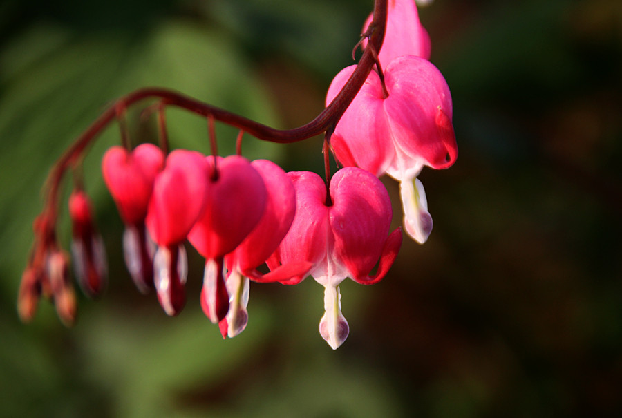 ƽ��ɽĵ�� 313_����.jpg