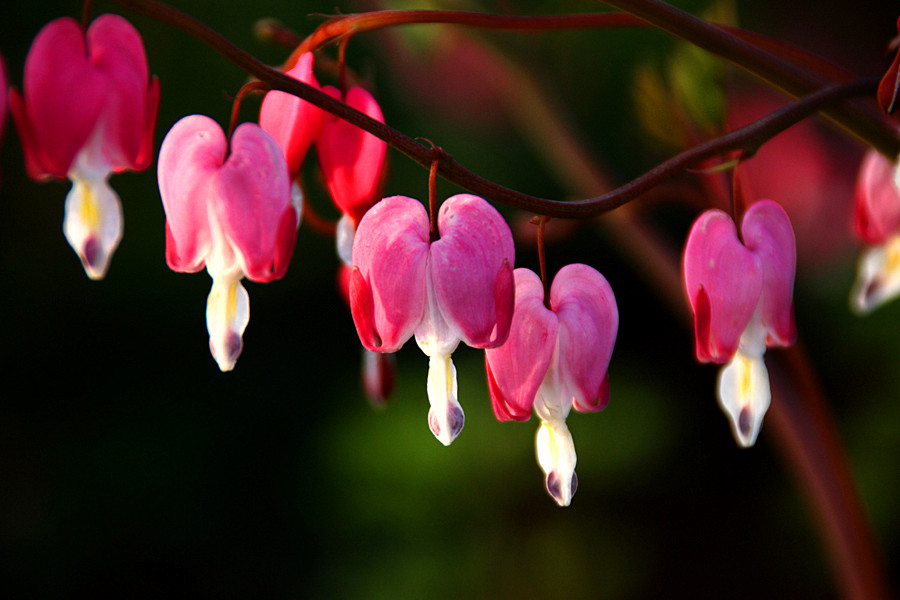 ƽ��ɽĵ�� 312_����.jpg