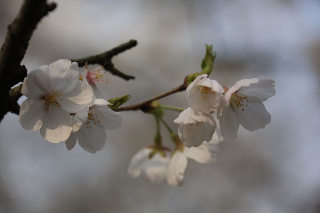 ӣ������