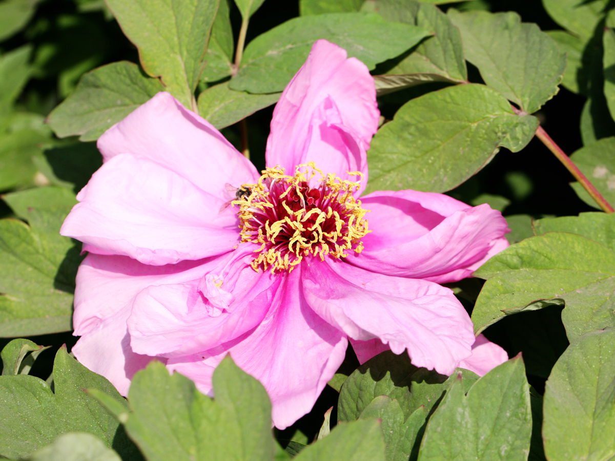 �Ҳصĸ�����